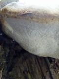 Fomitopsis ochracea image