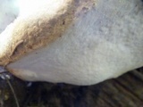 Fomitopsis ochracea image