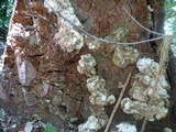 Fomitopsis ochracea image