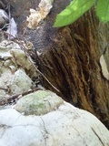Fomitopsis ochracea image