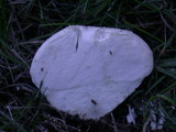 Lycoperdon pratense image