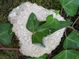 Oligoporus guttulatus image