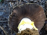 Agaricus moronii image