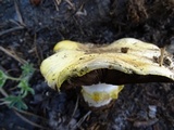 Agaricus moronii image