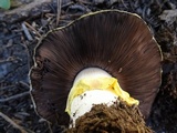 Agaricus moronii image