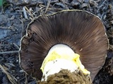 Agaricus moronii image