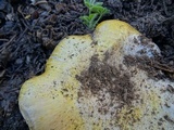 Agaricus moronii image