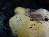 Agaricus moronii image