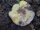 Agaricus moronii image