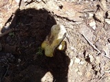 Agaricus moronii image