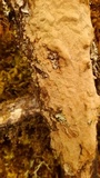 Fuscoporia ferruginosa image