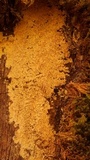 Pycnoporellus alboluteus image