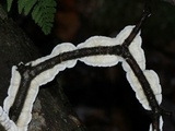 Irpex lacteus image