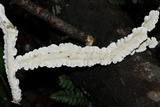 Irpex lacteus image