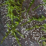 Stictis radiata image