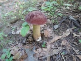 Tylopilus rubrobrunneus image