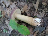 Tylopilus rubrobrunneus image