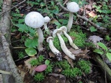 Leccinum holopus image