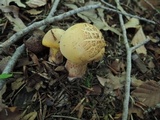 Boletus vermiculosoides image