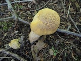 Boletus vermiculosoides image