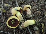 Boletus vermiculosoides image