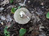 Russula variata image