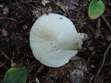 Russula variata image