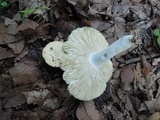 Russula ochraleucoides image