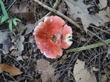 Russula tenuiceps image