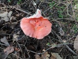 Russula tenuiceps image