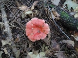 Russula tenuiceps image