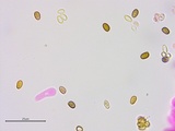 Agaricus approximans image