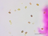 Agaricus approximans image