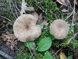 Lactarius subplinthogalus image