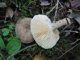 Lactarius subplinthogalus image