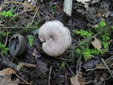 Lactarius pyrogalus image