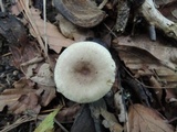 Lactarius cinereus image