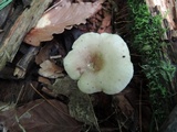 Lactarius cinereus image