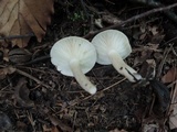 Lactarius cinereus image
