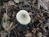 Lactarius cinereus image