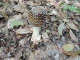 Amanita brunnescens image