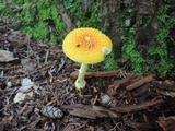 Amanita frostiana image