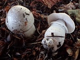 Agaricus bresadolanus image