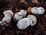 Agaricus bresadolanus image