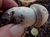 Agaricus bresadolanus image