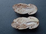 Agaricus bresadolanus image