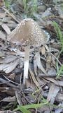 Coprinopsis picacea image