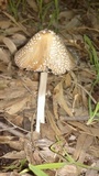 Coprinopsis picacea image