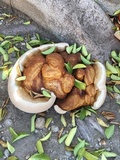 Ganoderma polychromum image