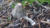 Coprinopsis picacea image